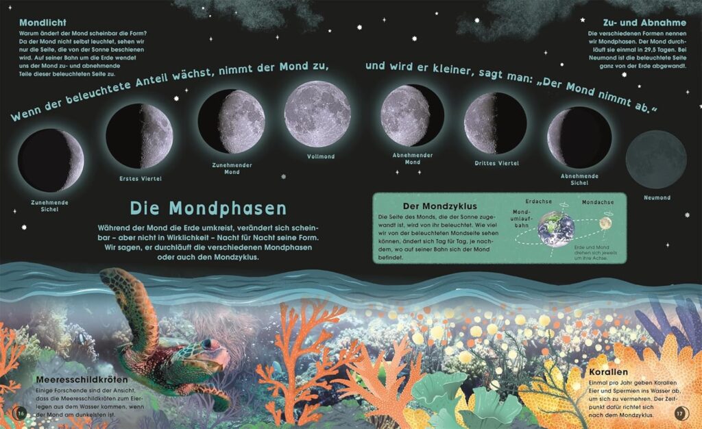 Der Mond - Die Mondphasen: Abgebildet ist der Zyklus vom Neumond bis hin zum Vollmond.