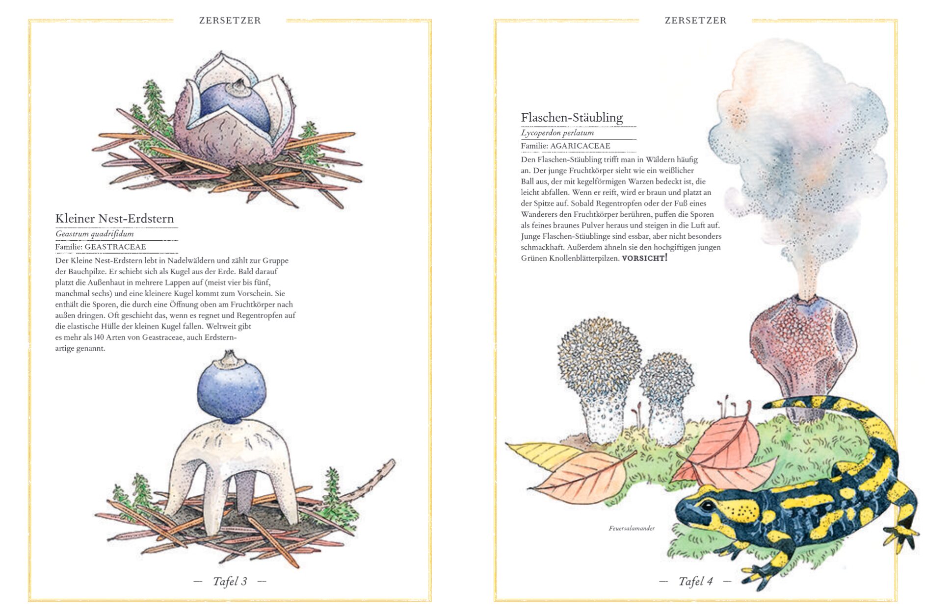 Steinpilz, Trüffel, Pfifferling - Erdstern und Stäubling: Abgebildet ist, wie aus einem Stäubling-Pilz eine Wolke aufsteigt.