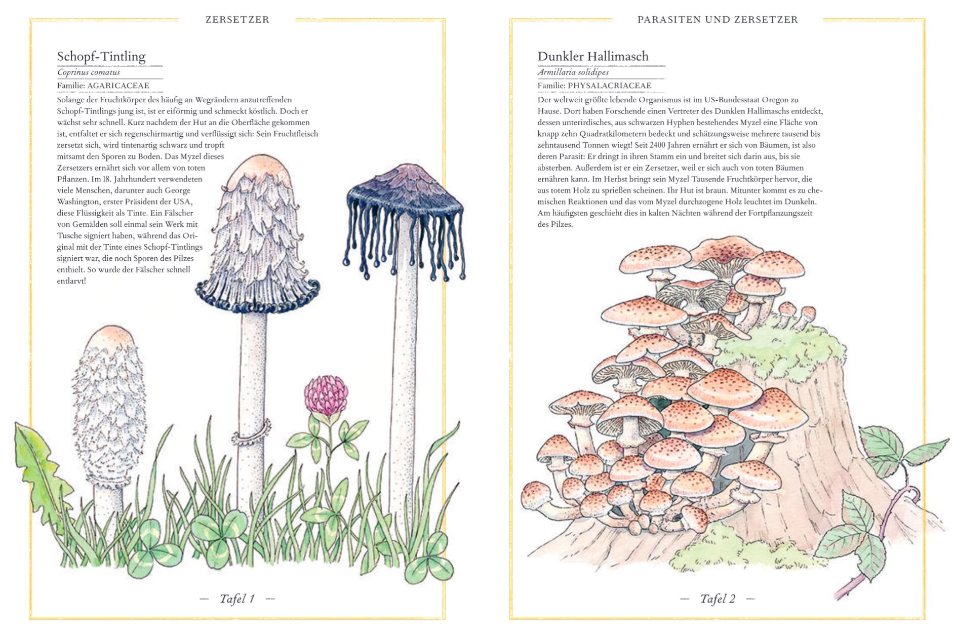 Steinpilz, Trüffel, Pfifferling - Zersetzer: Abgebildet sind in einer Aquarellzeichnung verschiedene Pilzsorten.